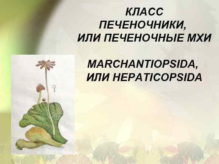КЛАСС ПЕЧЕНОЧНИКИ, ИЛИ ПЕЧЕНОЧНЫЕ МХИ MARCHANTIOPSIDA, ИЛИ HEPATICOPSIDA 
