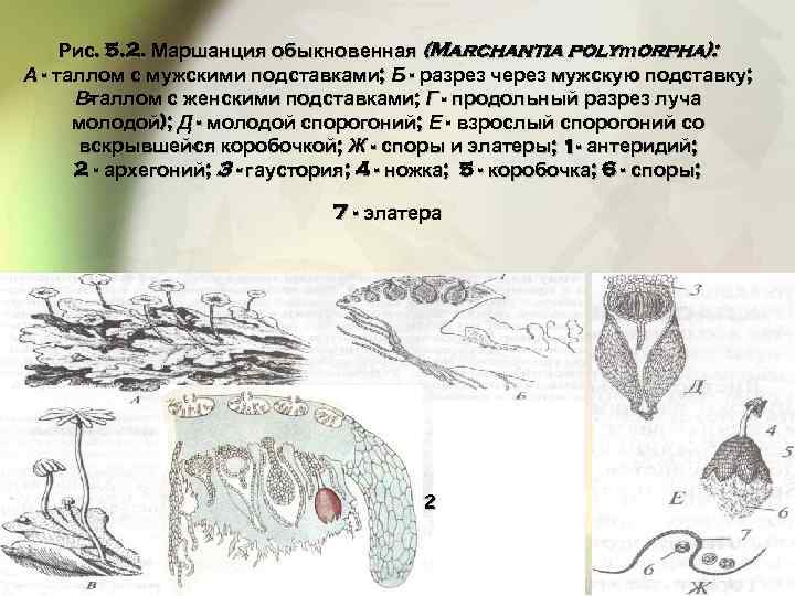 Имеют недифференцированный таллом могут иметь. Таллом маршанции. Спорогон маршанции. Антеридий маршанции. Архегоний маршанции.