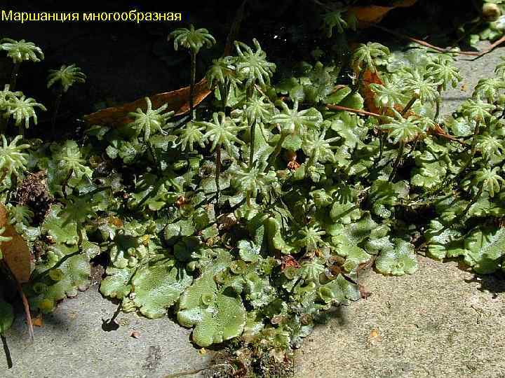 Mаршанция многообразная 