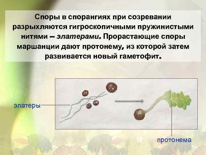 Споры в спорангиях при созревании разрыхляются гигроскопичными пружинистыми нитями – элатерами. Прорастающие споры маршанции