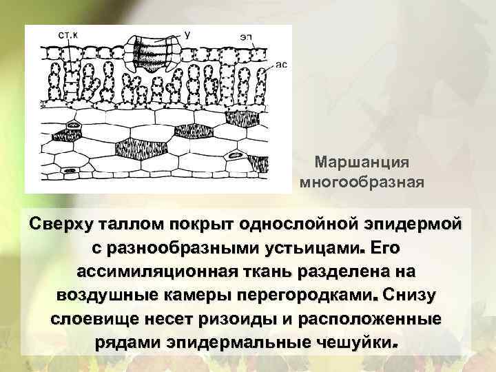 Ассимиляционная ткань схема