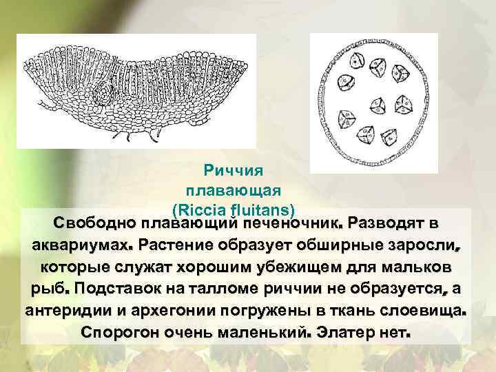 Риччия плавающая (Riccia fluitans) Свободно плавающий печеночник. Разводят в аквариумах. Растение образует обширные заросли,