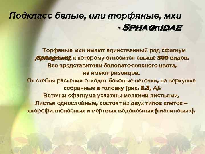 Подкласс белые, или торфяные, мхи - Sphagпidae Торфяные мхи имеют единственный род сфагнум (Sphagnum),