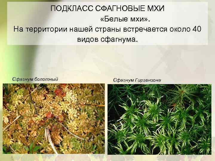 ПОДКЛАСС СФАГНОВЫЕ МХИ «Белые мхи» . На территории нашей страны встречается около 40 видов