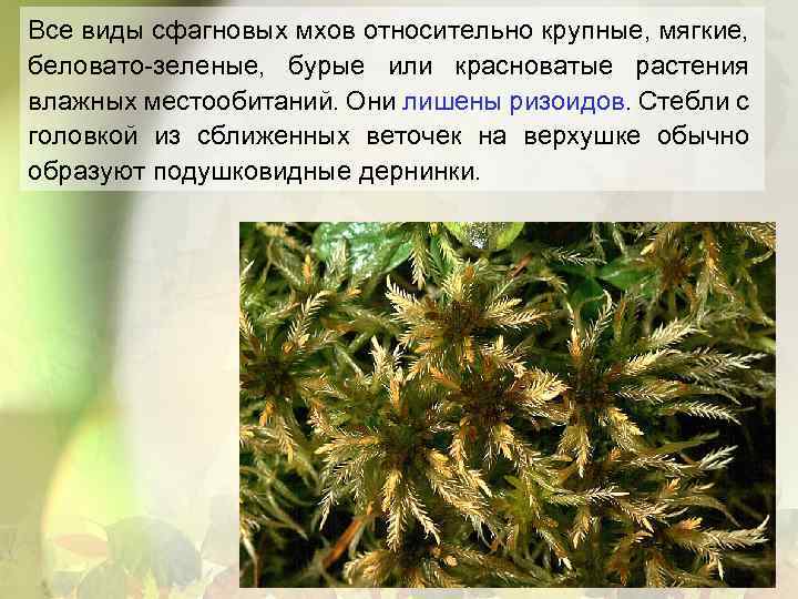 Все виды сфагновых мхов относительно крупные, мягкие, беловато-зеленые, бурые или красноватые растения влажных местообитаний.