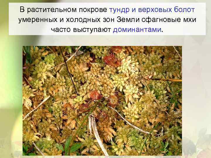 В растительном покрове тундр и верховых болот умеренных и холодных зон Земли сфагновые мхи