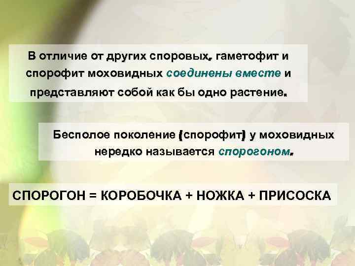 В отличие от других споровых, гаметофит и спорофит моховидных соединены вместе и представляют собой
