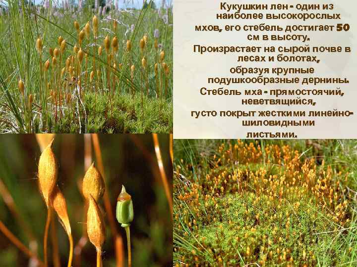 Кукушкин лен - один из наиболее высокорослых мхов, его стебель достигает 50 см в
