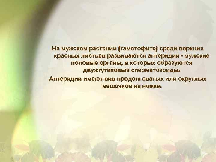 На мужском растении (гаметофите) среди верхних красных листьев развиваются антеридии - мужские половые органы,