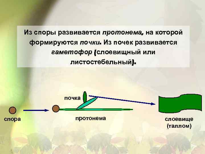 Из споры развивается протонема, на которой формируются почки. Из почек развивается гаметофор (слоевищный или