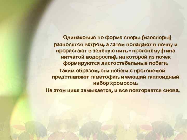 Одинаковые по форме споры (изоспоры) разносятся ветром, а затем попадают в почву и прорастают
