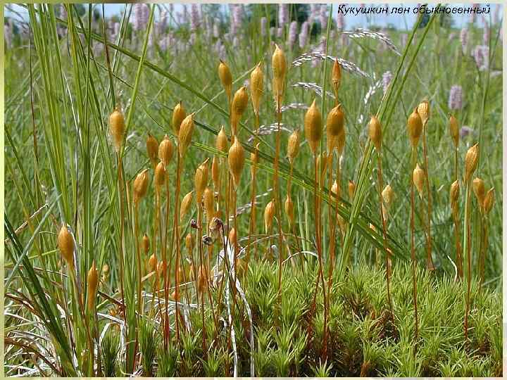 Кукушкин лен обыкновенный 