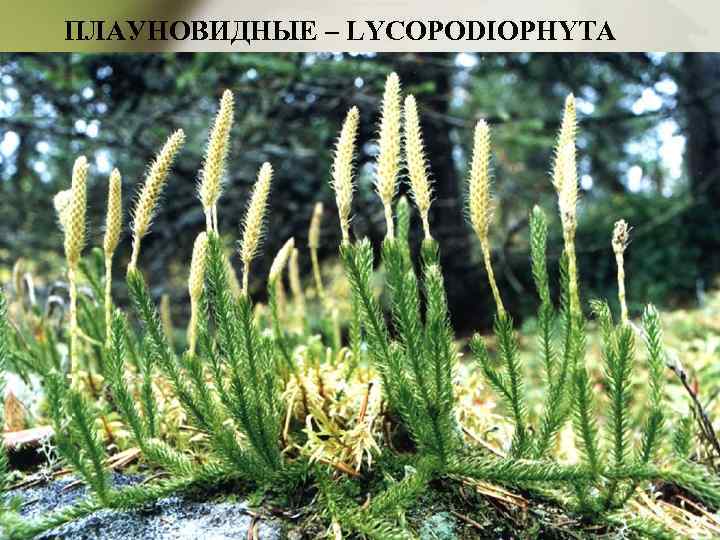 ПЛАУНОВИДНЫЕ – LYCOPODIOPHYTA 