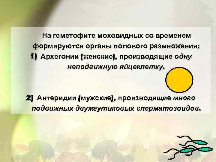 На геметофите моховидных со временем формируются органы полового размножения: 1) Архегонии (женские), производящие одну