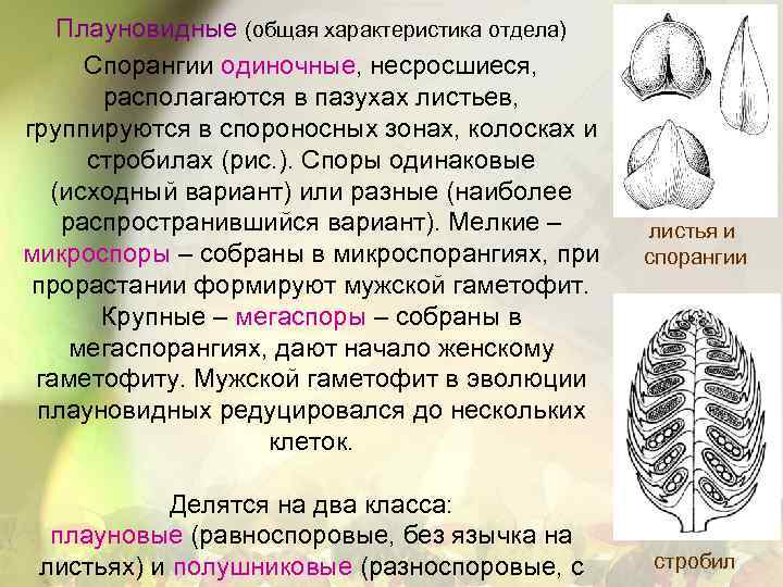 Плауновидные (общая характеристика отдела) Спорангии одиночные, несросшиеся, располагаются в пазухах листьев, группируются в спороносных