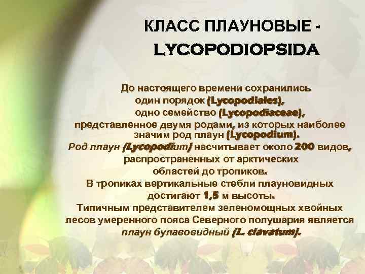 КЛАСС ПЛАУНОВЫЕ LYCOPODIOPSIDA До настоящего времени сохранились один порядок (Lycopodiales), одно семейство (Lycopodiaceae), представленное