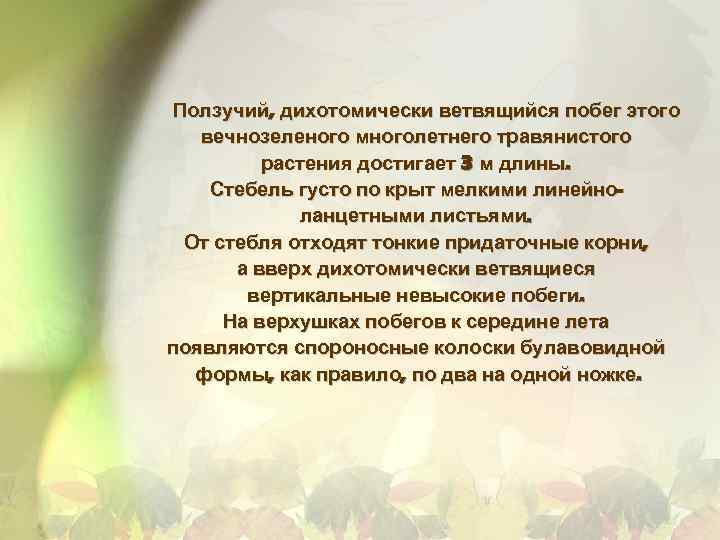 Ползучий, дихотомически ветвящийся побег этого вечнозеленого многолетнего травянистого растения достигает 3 м длины. Стебель