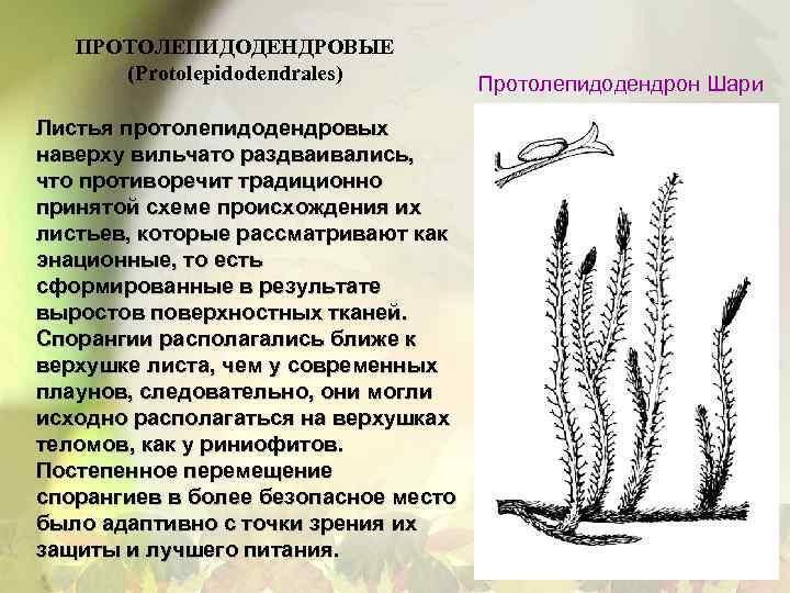 ПРОТОЛЕПИДОДЕНДРОВЫЕ (Protolepidodendrales) Листья протолепидодендровых наверху вильчато раздваивались, что противоречит традиционно принятой схеме происхождения их