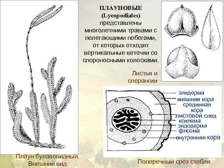 Спороносный колосок рисунок