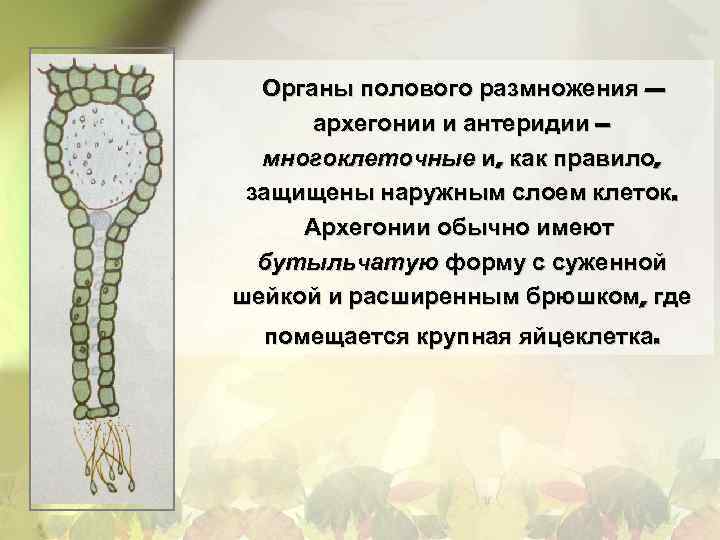 Органы полового размножения — архегонии и антеридии – многоклеточные и, как правило, защищены наружным