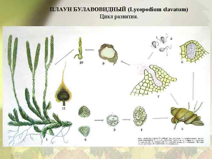 ПЛАУН БУЛАВОВИДНЫЙ (Lycopodium clavatum) Цикл развития. 