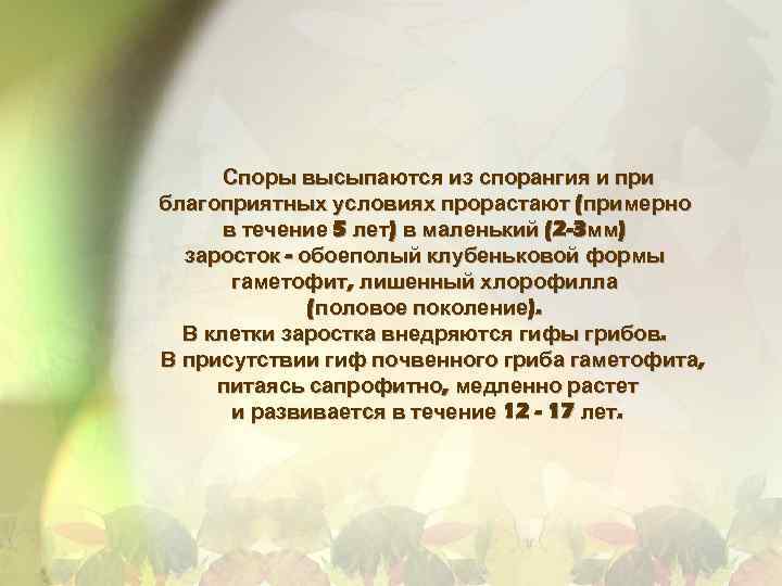 Споры высыпаются из спорангия и при благоприятных условиях прорастают (примерно в течение 5 лет)