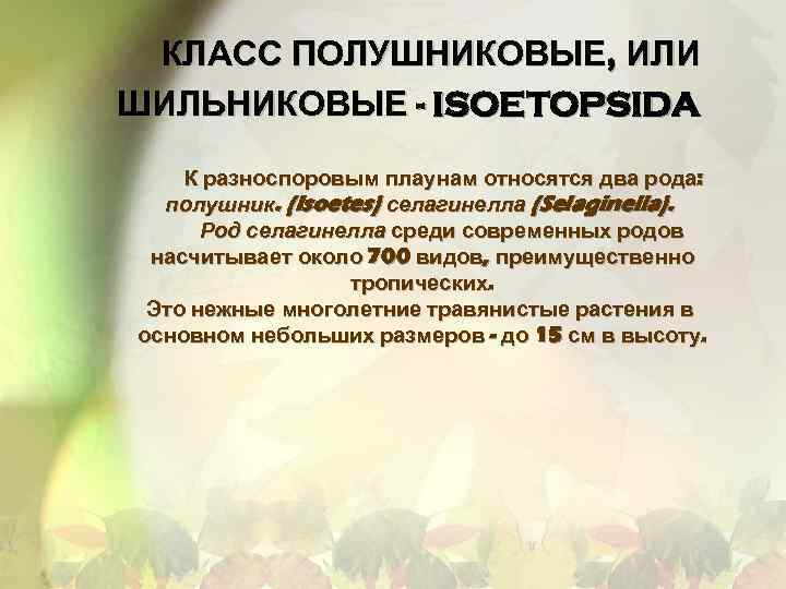 КЛАСС ПОЛУШНИКОВЫЕ, ИЛИ ШИЛЬНИКОВЫЕ - ISOETOPSIDA К разноспоровым плаунам относятся два рода: полушник. (Isoetes)