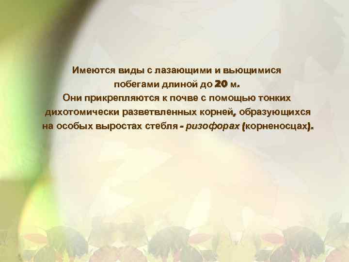 Имеются виды с лазающими и вьющимися побегами длиной до 20 м. Они прикрепляются к