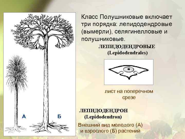 Класс Полушниковые включает три порядка: лепидодендровые (вымерли), селягинелловые и полушниковые. ЛЕПИДОДЕНДРОВЫЕ (Lepidodendrales) лист на
