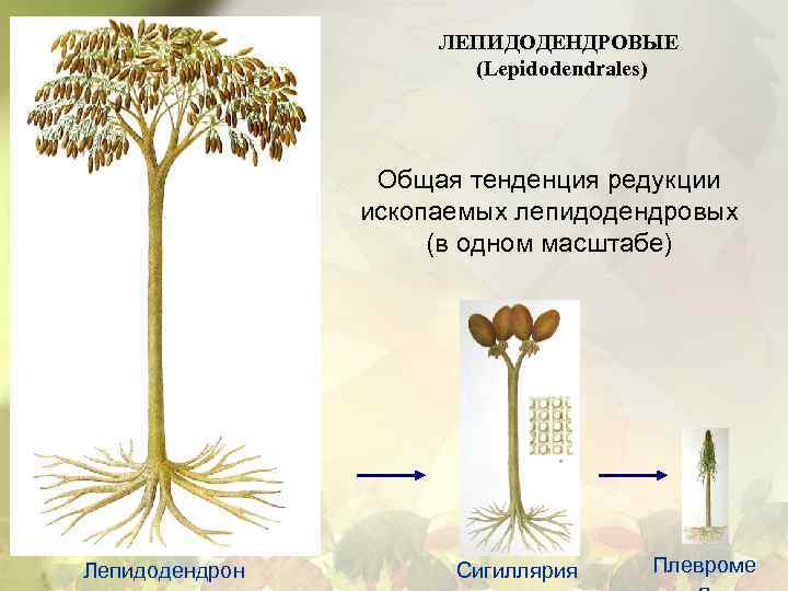 ЛЕПИДОДЕНДРОВЫЕ (Lepidodendrales) Общая тенденция редукции ископаемых лепидодендровых (в одном масштабе) Лепидодендрон Сигиллярия Плевроме 