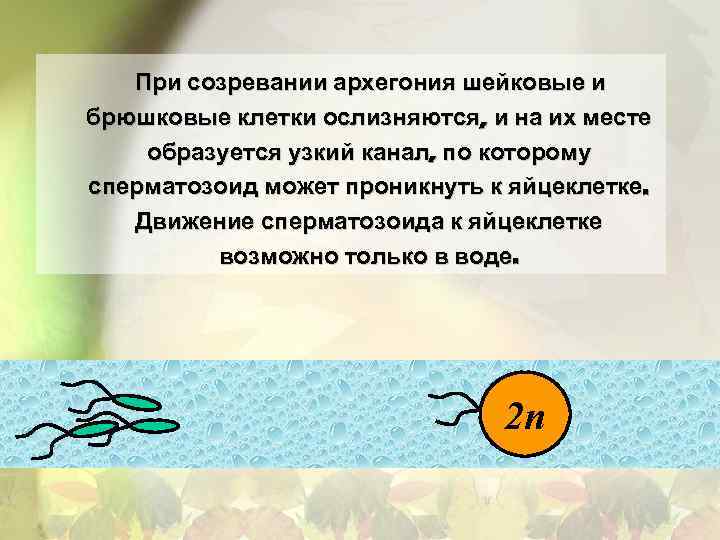 При созревании архегония шейковые и брюшковые клетки ослизняются, и на их месте образуется узкий