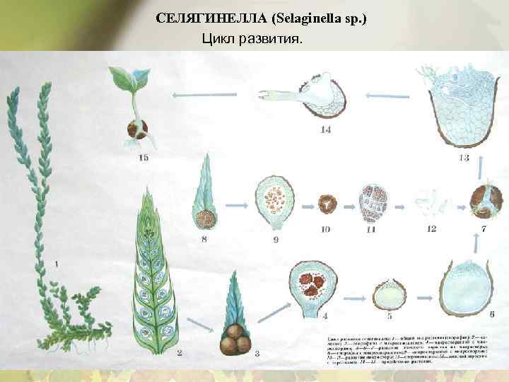 СЕЛЯГИНЕЛЛА (Selaginella sp. ) Цикл развития. 