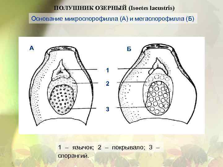 ПОЛУШНИК ОЗЕРНЫЙ (Isoetes lacustris) Основание микроспорофилла (А) и мегаспорофилла (Б) А Б 1 2