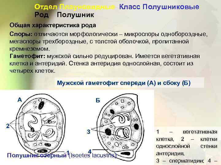 Отдел Плауновидные Класс Полушниковые Род Полушник Общая характеристика рода Споры: отличаются морфологически – микроспоры