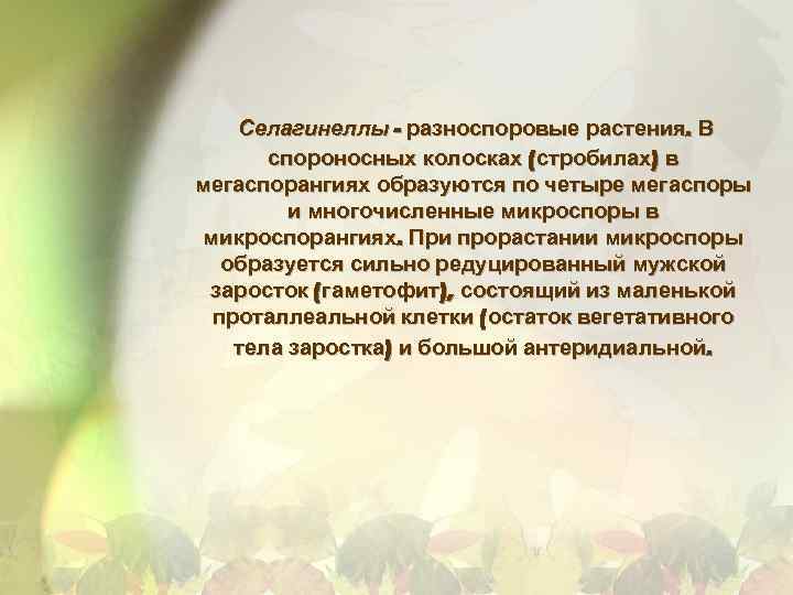 Селагинеллы - разноспоровые растения. В спороносных колосках (стробилах) в мегаспорангиях образуются по четыре мегаспоры