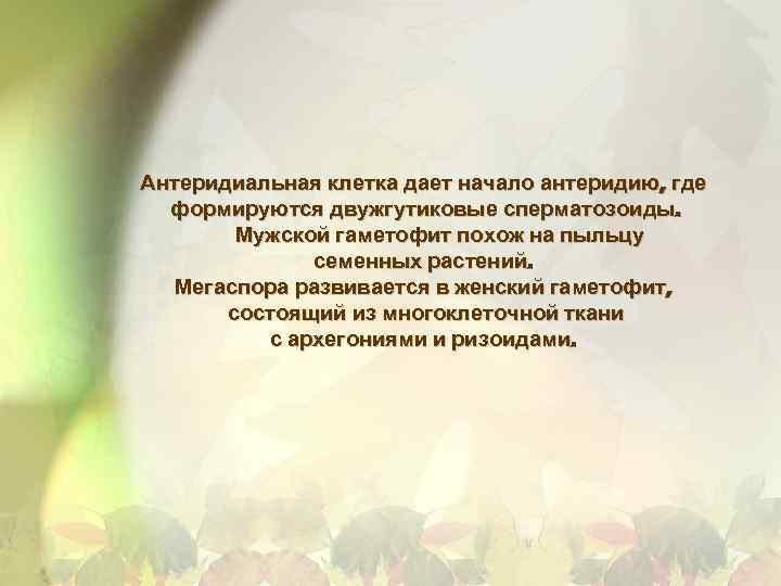 Антеридиальная клетка дает начало антеридию, где формируются двужгутиковые сперматозоиды. Мужской гаметофит похож на пыльцу