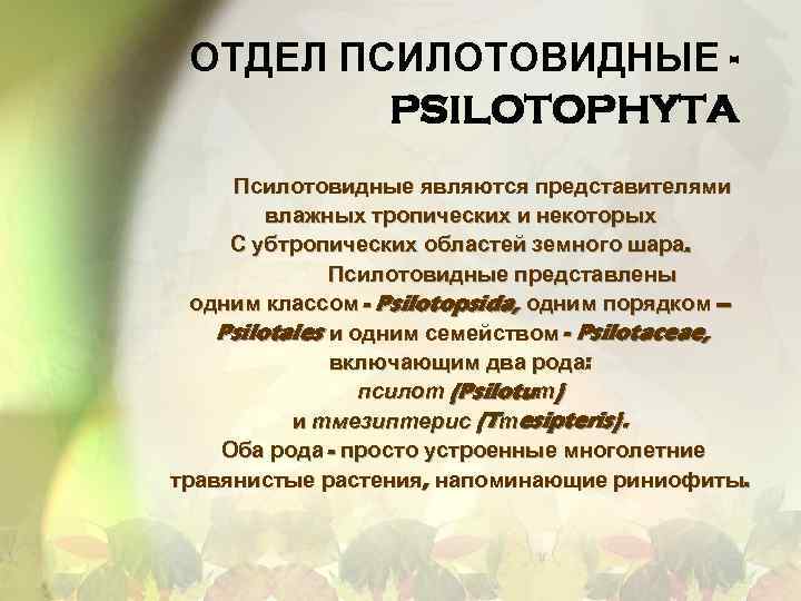 ОТДЕЛ ПСИЛОТОВИДНЫЕ PSILOTOPHYTA Псилотовидные являются представителями влажных тропических и некоторых С убтропических областей земного