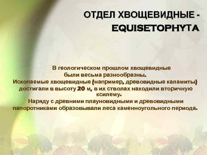 ОТДЕЛ ХВОЩЕВИДНЫЕ EQUISETOPHYТA В геологическом прошлом хвощевидные были весьма разнообразны. Ископаемые хвощевидные (например, древовидные