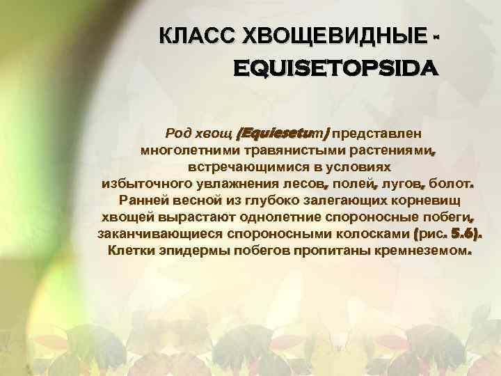КЛАСС ХВОЩЕВИДНЫЕ EQUISETOPSIDA Род хвощ (Equiesetuт) представлен многолетними травянистыми растениями, встречающимися в условиях избыточного