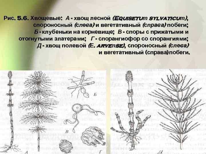 Рис. 5. 6. Хвощевые: А - хвощ лесной (Equisetuт sylvaticuт), спороносный (слева) и вегетативный