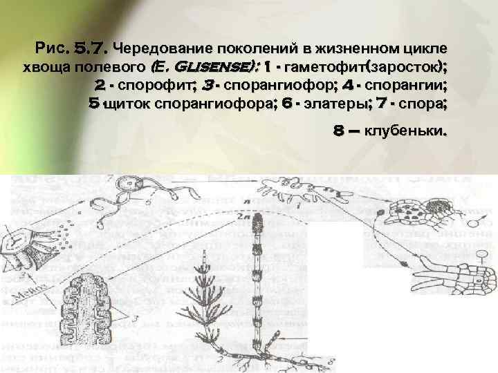 Рис. 5. 7. Чередование поколений в жизненном цикле хвоща полевого (Е. Glisense): 1 -