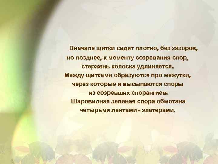 Вначале щитки сидят плотно, без зазоров, но позднее, к моменту созревания спор, стержень колоска