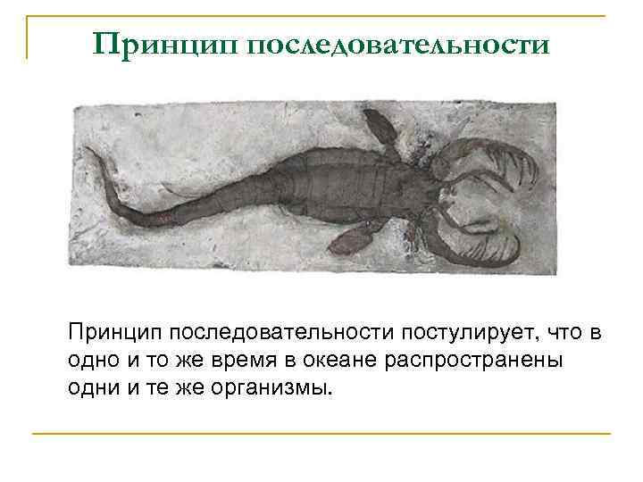 Принцип последовательности постулирует, что в одно и то же время в океане распространены одни