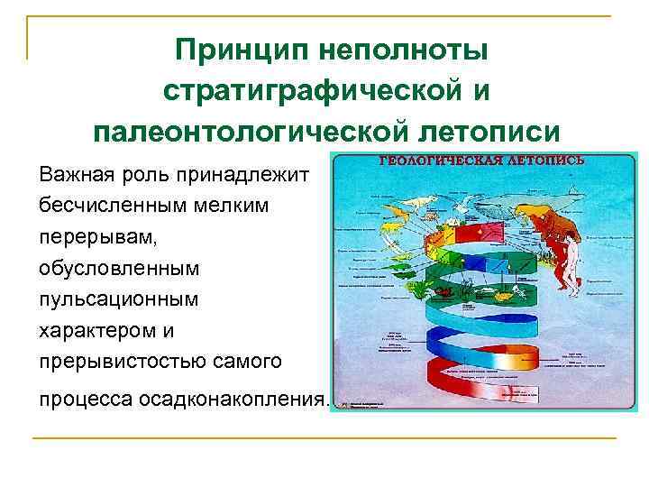 Принцип неполноты стратиграфической и палеонтологической летописи Важная роль принадлежит бесчисленным мелким перерывам, обусловленным пульсационным
