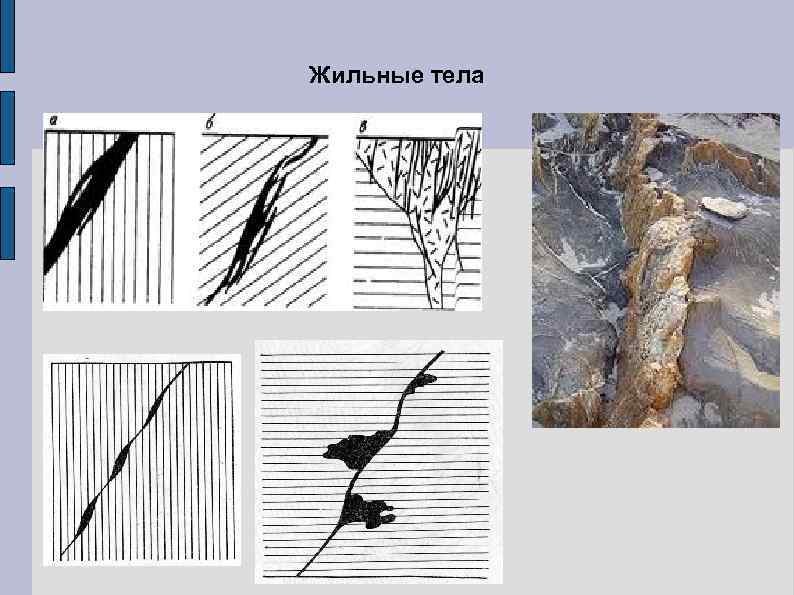Жильные тела 