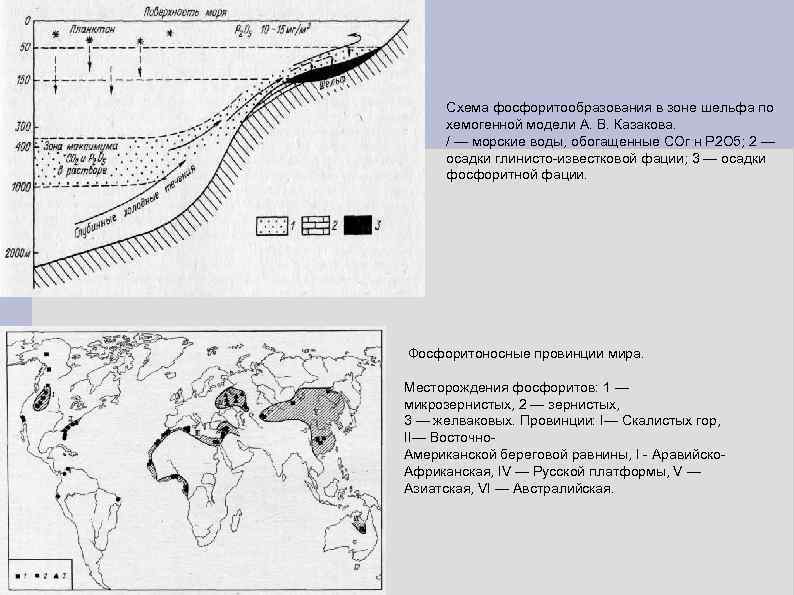 Схема фосфоритообразования в зоне шельфа по хемогенной модели А. В. Казакова. / — морские