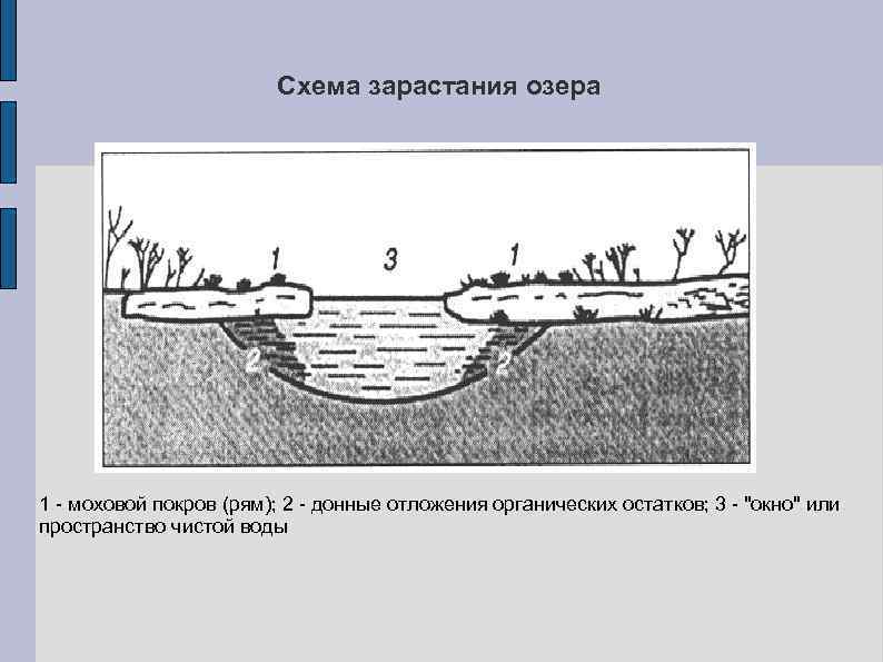 Схема зарастания озера 1 моховой покров (рям); 2 донные отложения органических остатков; 3 