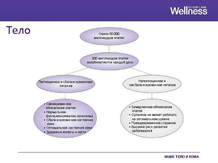 Тело Около 50. 000 миллиардов клеток 300 миллиардов клеток возобновляются каждый день Полноценное и