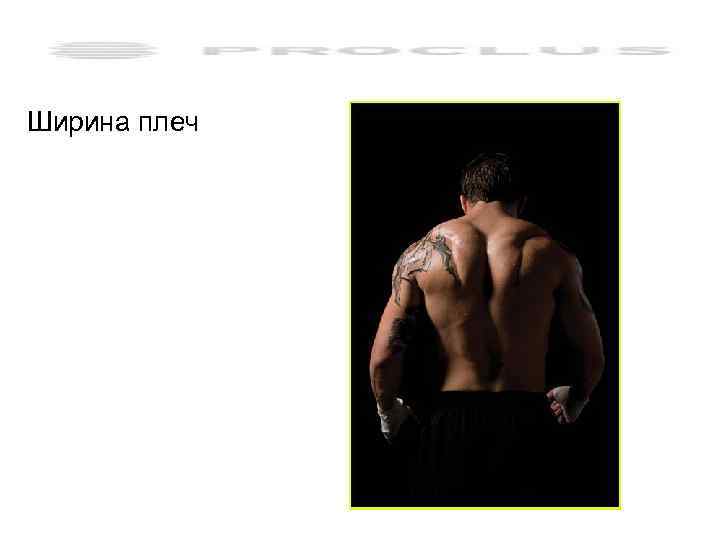 Ширина плеч 