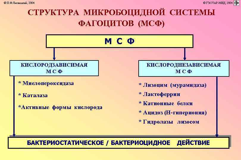 © П. Ф. Литвицкий, 2004 © ГЭОТАР-МЕД, 2004 СТРУКТУРА МИКРОБОЦИДНОЙ СИСТЕМЫ ФАГОЦИТОВ (МСФ) М